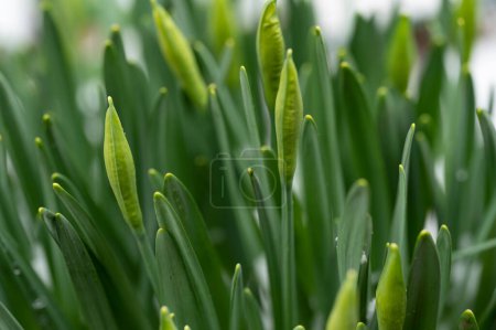 Photo for Daffodils   flowers  covered with snow  in garden - Royalty Free Image