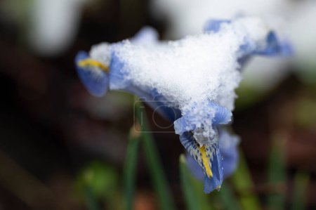 Photo for Covered with snow beautiful irises growing in garden - Royalty Free Image