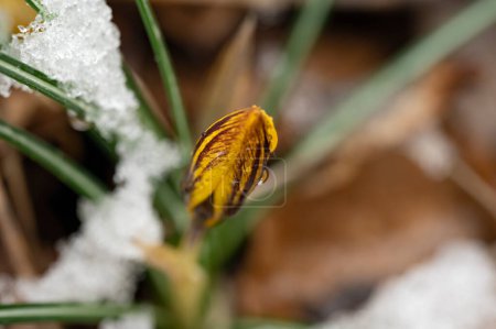 Foto de Flor de cocodrilo cubierta de nieve en el jardín - Imagen libre de derechos