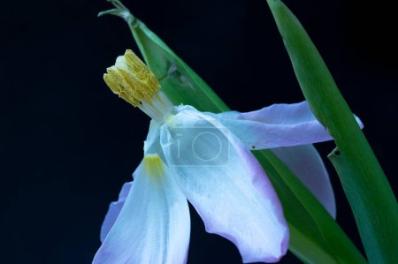 Foto de Hermosa flor de primavera, de cerca - Imagen libre de derechos