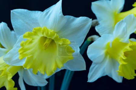Photo for Daffodils flowers, spring background. - Royalty Free Image