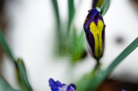 Foto de Cubierto de hermosos iris de nieve creciendo en el jardín - Imagen libre de derechos