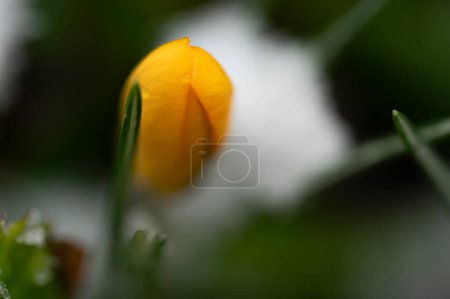 Téléchargez les photos : Fleur de crocus recouverte de neige dans le jardin - en image libre de droit