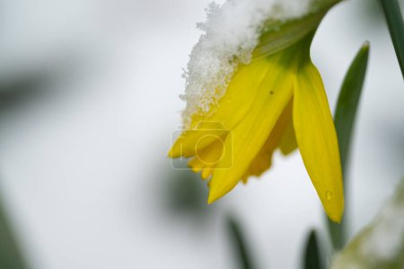 Téléchargez les photos : Fleur de jonquille recouverte de neige dans le jardin - en image libre de droit