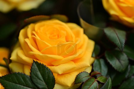 Téléchargez les photos : Belles fleurs de roses, fond concept floral - en image libre de droit