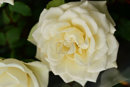Téléchargez les photos : Beautiful roses  flowers, floral concept background - en image libre de droit