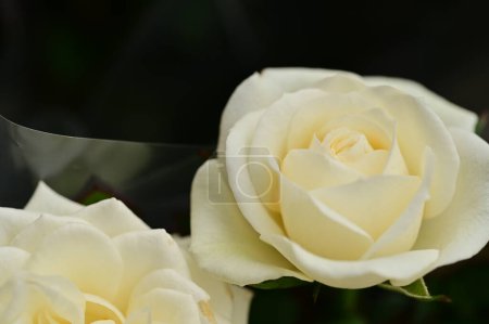 Téléchargez les photos : Beautiful roses  flowers, floral concept background - en image libre de droit