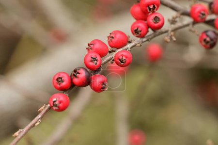 Téléchargez les photos : Baies rouges d'aubépine sur une branche - en image libre de droit