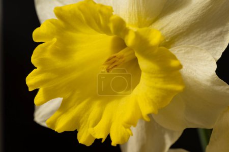 Foto de Daffodil flower, spring background. - Imagen libre de derechos