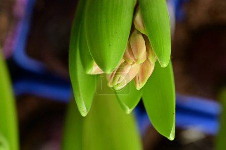 Téléchargez les photos : Beautiful  flower  growing in garden in spring - en image libre de droit