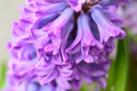 Téléchargez les photos : Belles fleurs de jacinthe pourpre dans le jardin - en image libre de droit