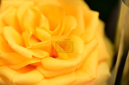 Foto de Primer plano de rosa amarilla - Imagen libre de derechos