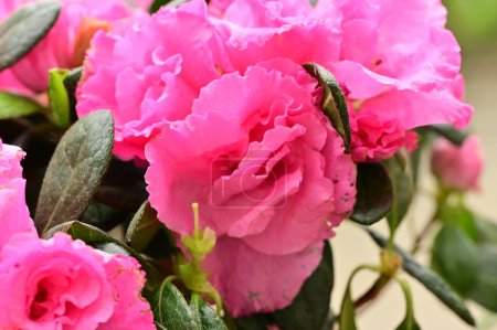 Téléchargez les photos : Close up view of spray roses in the garden - en image libre de droit