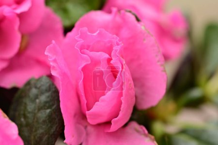 Foto de Close up view of spray roses in the garden - Imagen libre de derechos