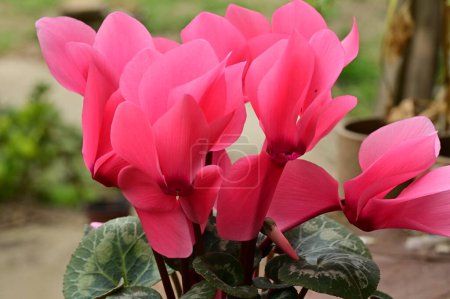 Téléchargez les photos : Close up of cyclamen flowers, spring season concept - en image libre de droit
