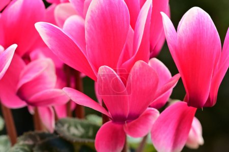 Foto de Primer plano de las flores de ciclamen, concepto de temporada de primavera - Imagen libre de derechos