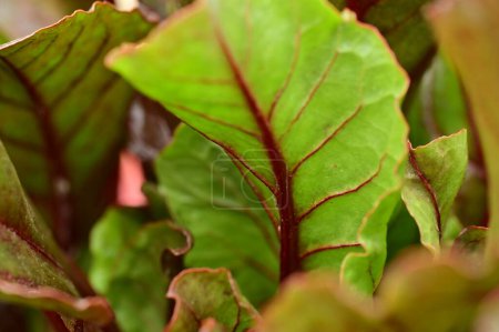 Téléchargez les photos : Les plantes vertes poussant dans le jardin - en image libre de droit