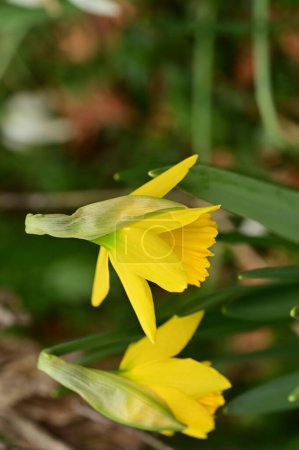 Téléchargez les photos : Bright daffodil flower, spring - en image libre de droit