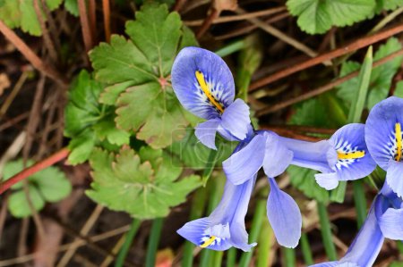 Téléchargez les photos : Beautiful irises growing in garden in spring - en image libre de droit