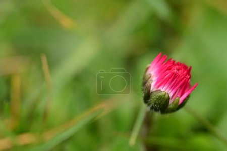 Foto de Beautiful daisy flower  growing in garden - Imagen libre de derechos