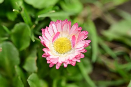 Foto de Beautiful daisy flower  growing in garden - Imagen libre de derechos
