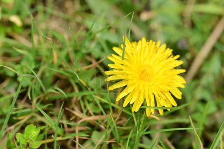 Photo for Yellow dandelion flower growing in the garden - Royalty Free Image