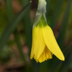 yellow narcissus flowers growing in spring garden