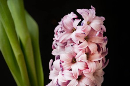Téléchargez les photos : Close up view of beautiful pink flowers on black background - en image libre de droit
