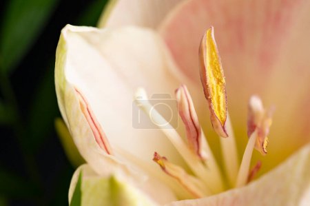 Foto de Beautiful spring  flower, close up - Imagen libre de derechos