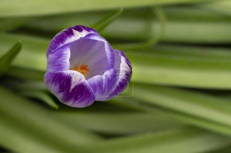 Photo for Beautiful purple crocus flower, close up view - Royalty Free Image