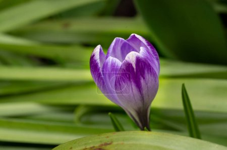 Téléchargez les photos : Belle fleur de crocus violet, vue rapprochée - en image libre de droit