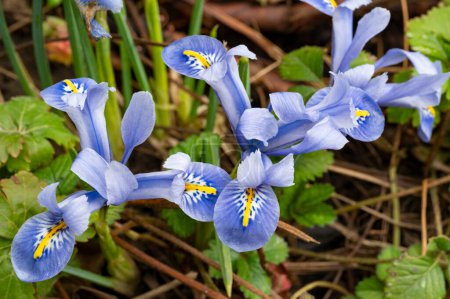 Foto de Hermosas flores de iris púrpura en el jardín - Imagen libre de derechos