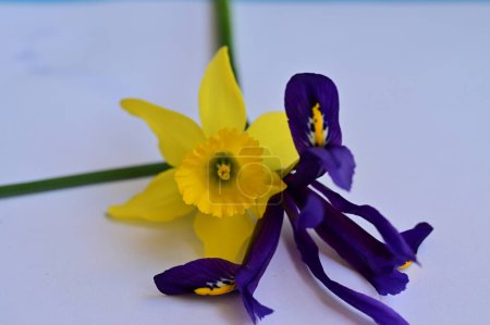 Foto de Primer plano de hermosa composición con flores de primavera - Imagen libre de derechos