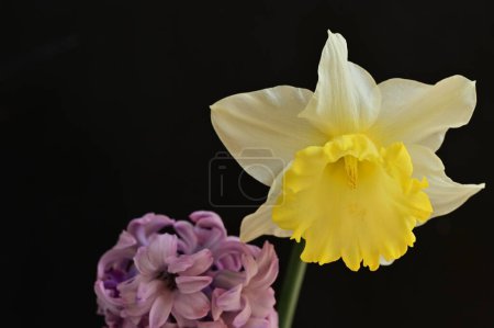 Téléchargez les photos : Close up of beautiful composition with spring flowers - en image libre de droit
