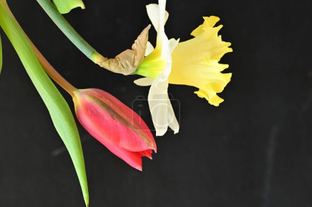 Téléchargez les photos : Close up of beautiful composition with  tulip and  daffodil - en image libre de droit