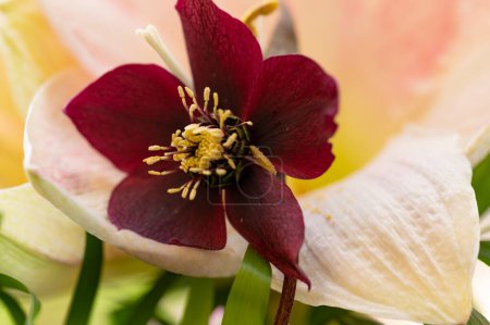 Téléchargez les photos : Belles fleurs, fond de composition florale - en image libre de droit