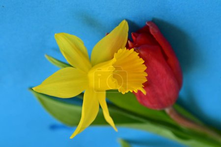 Téléchargez les photos : Close up of beautiful composition with  tulip and  daffodil - en image libre de droit
