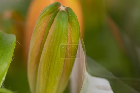 Foto de Beautiful bright lily flower, close up - Imagen libre de derechos