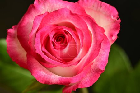 Photo for Beautiful pink rose on black background - Royalty Free Image