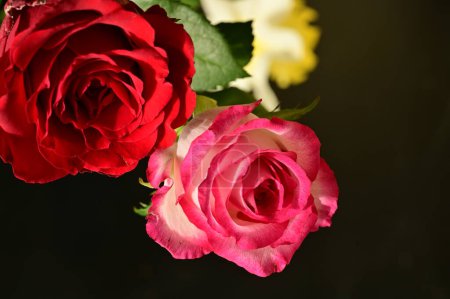 Téléchargez les photos : Belles roses dans le jardin - en image libre de droit