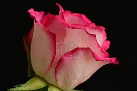 Téléchargez les photos : Belle rose rose sur fond noir - en image libre de droit
