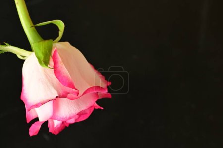 Photo for Beautiful pink rose on black background - Royalty Free Image