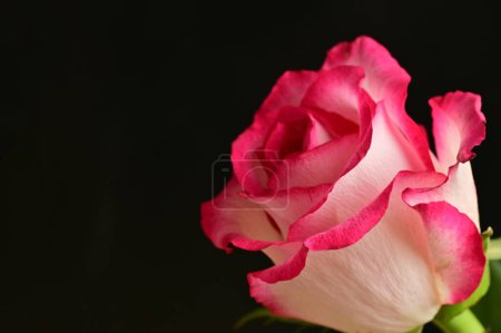 Foto de Rosa rosa hermosa sobre fondo negro - Imagen libre de derechos