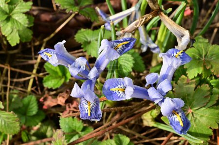 Téléchargez les photos : Belles fleurs d'iris dans le jardin - en image libre de droit