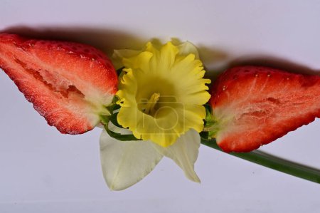 Foto de Bright daffodil flower and strawberries - Imagen libre de derechos