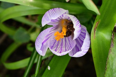 Foto de Beautiful purple crocus flower, close up view - Imagen libre de derechos