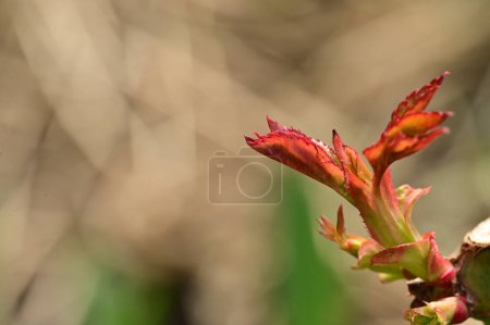 Photo for Bud of plant in garden - Royalty Free Image