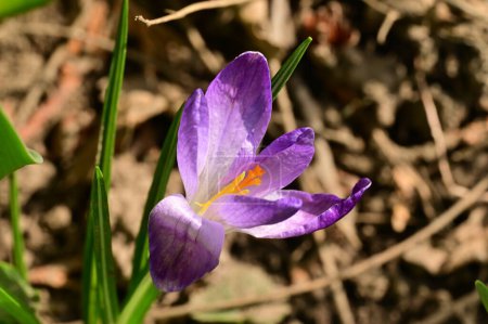 Foto de Beautiful purple crocus flower, close up view - Imagen libre de derechos