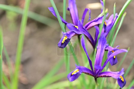 Photo for Beautiful irises growing in garden in spring - Royalty Free Image