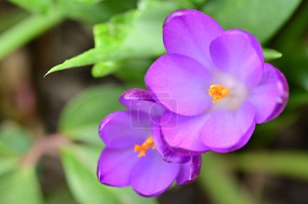 Téléchargez les photos : Belles fleurs de crocus violet, vue rapprochée - en image libre de droit